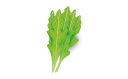 Rucola